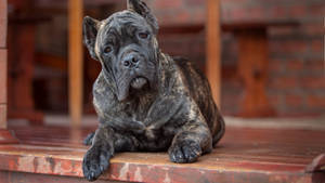 Cute Brindle Cane Corso Dog Wallpaper