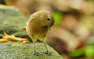 Cute Brown Bird Wallpaper