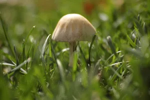 Cute Brown Mushroom Growing In Grass Wallpaper