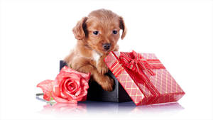 Cute Brown Puppy With Gifts Wallpaper