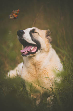 Cute Butterfly And Smiling Dog Wallpaper