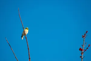 Cute Canary In Blue Sky Wallpaper