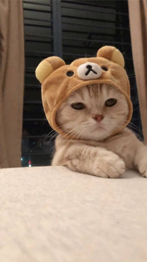 Cute Cat Aesthetic Rilakkuma Hat Wallpaper