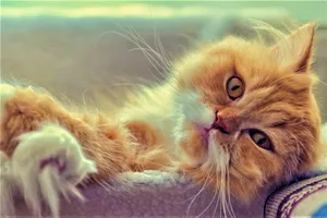 Cute Cat Brown Lying Wallpaper