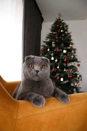 Cute Cat Christmas Tree Wallpaper