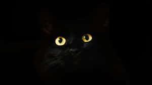Cute Cat Eyes Black Cat Wallpaper