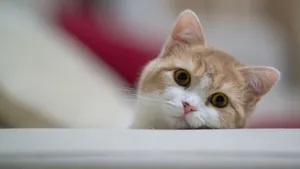 Cute Cat Wallpaper