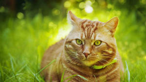 Cute Cat Hd Grass Wallpaper