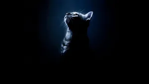 Cute Cat Hd Silhouette Wallpaper