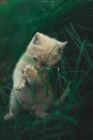 Cute Cat In Grass Wallpaper