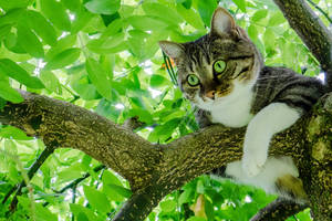 Cute Cat In The Branch Wallpaper