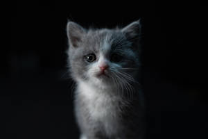 Cute Cat Kitten Wallpaper