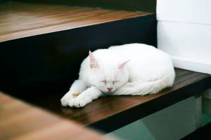 Cute Cat Love Sleeping Wallpaper