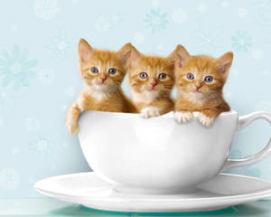 Cute Cat Love Teacup Wallpaper