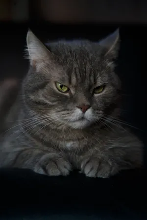 Cute Cat Lying Black Textile Wallpaper