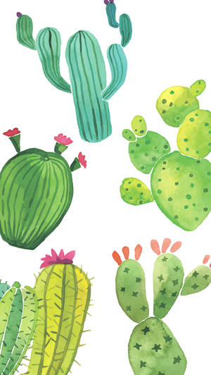 Cute Colorful Cactus Wallpaper