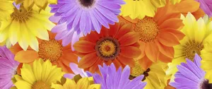 Cute Colorful Daisies Wallpaper