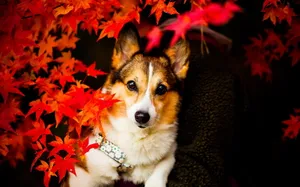 Cute Corgi Autumn Leaves Wallpaper