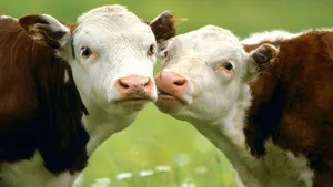 Cute Cow Siblings Wallpaper
