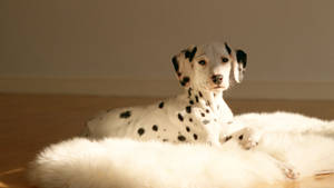 Cute Dalmatian Dog Wallpaper