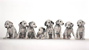 Cute Dalmatian Puppies Wallpaper