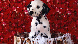 Cute Dalmatian Puppy On Red Roses Wallpaper