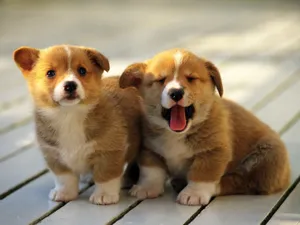 Cute Dog Corgi Together Wallpaper