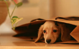Cute Dog Inside Brown Bag Wallpaper