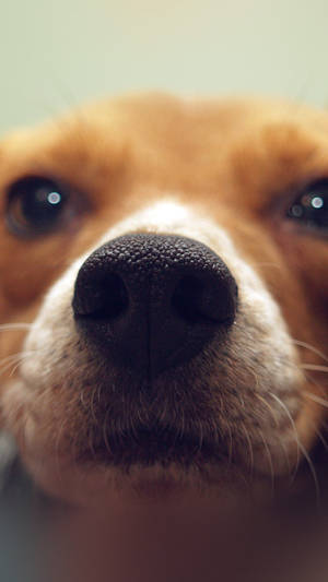Cute Dog Nose Close-up Wallpaper