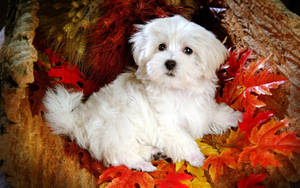 Cute Dog On Maple Leaves Wallpaper