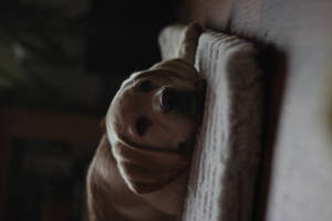 Cute Dog On White Cushion Wallpaper