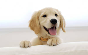 Cute Dog On White Sofa Wallpaper