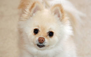 Cute Dog Pomeranian White Fur Wallpaper