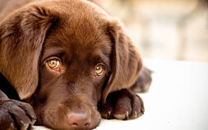 Cute Dog Puppy Eyes Wallpaper