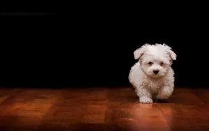 Cute Dog Running Wallpaper