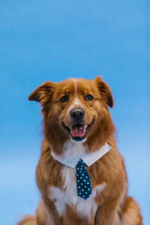 Cute Dog With Blue Tie Wallpaper
