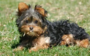 Cute Dog Yorkshire On Grass Wallpaper