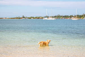 Cute Doggo In Honduras Sea Wallpaper