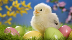 Cute Easter Chick Wallpaper