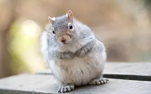 Cute Eastern Gray Squirrel Wallpaper