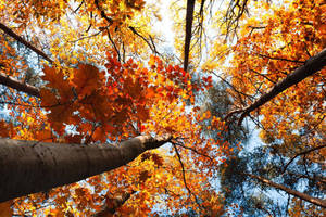 Cute Fall Aesthetic Of Lofty Trees Wallpaper