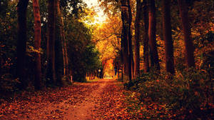 Cute Fall Aesthetic Woods Wallpaper