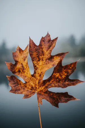 Cute Fall Phone Brown Leaf Stem Wallpaper