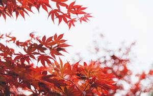 Cute Fall Red Leaves Wallpaper