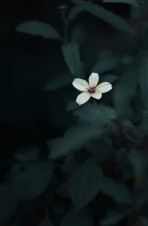 Cute Flower Dark Green Aesthetic Wallpaper