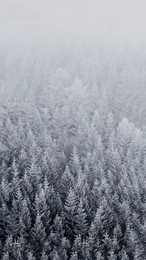 Cute Forest With Winter Trees Phone Wallpaper