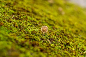 Cute French Mushroom On Moss Wallpaper