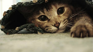 Cute Funny Cat Under Sheets Wallpaper