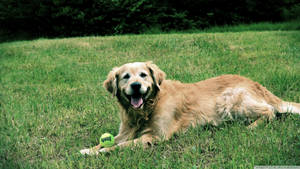 Cute Golden Retriever Dog On Grass Wallpaper