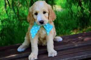 Cute Goldendoodle Puppy With Bow Tie Wallpaper